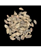 OrgoNutri Black Cardamom, Badi Elaichi, Kali Moti Elaichi, Whole,100gm